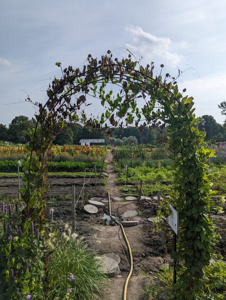 Vegetable Fields. Photo Credit: Tade Idowu